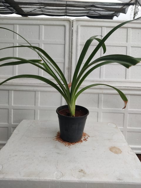 Agapanthus Lily Plant With Pot