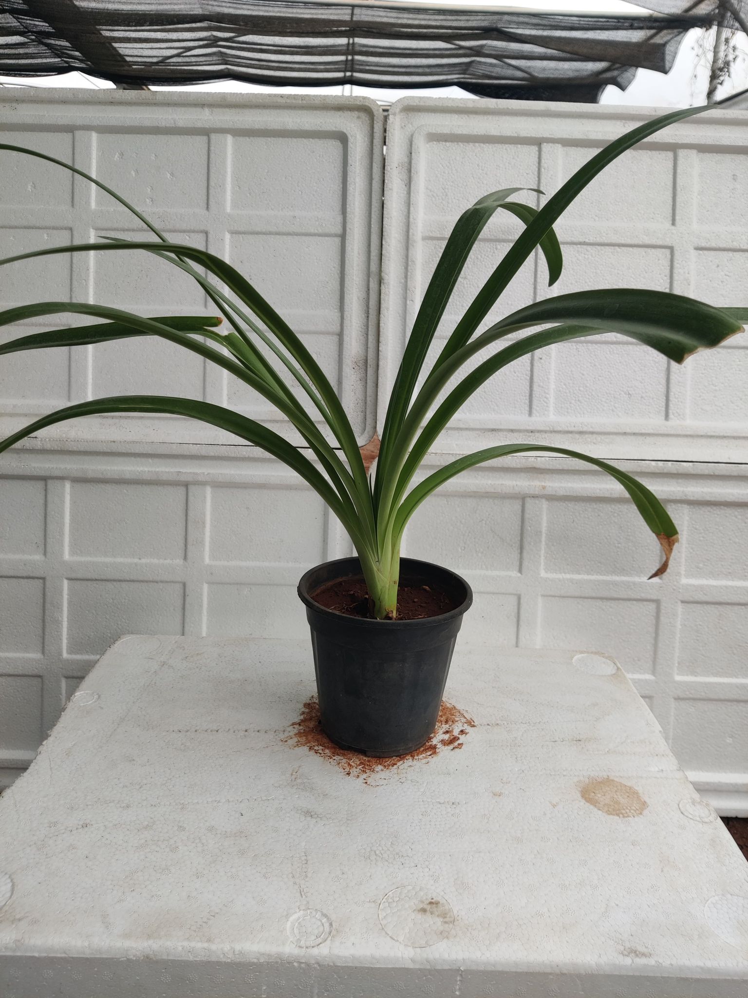 Agapanthus Lily Plant With Pot