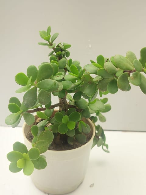 Jade Green Plant with Nursery Pot