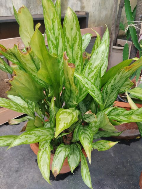 Aglaonema 'Cutlass' (Chinese Evergreen)