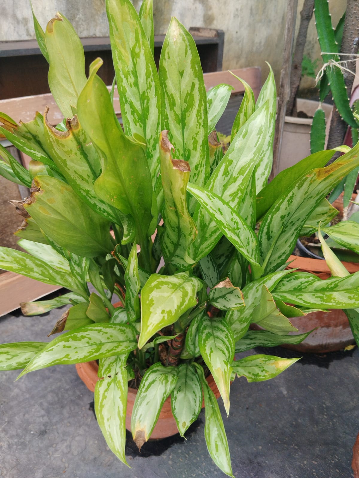 Aglaonema 'Cutlass' (Chinese Evergreen)