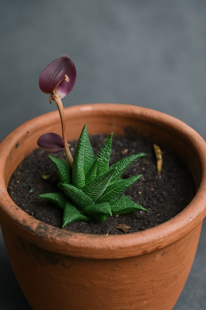 Haworthia (Star Cactus)