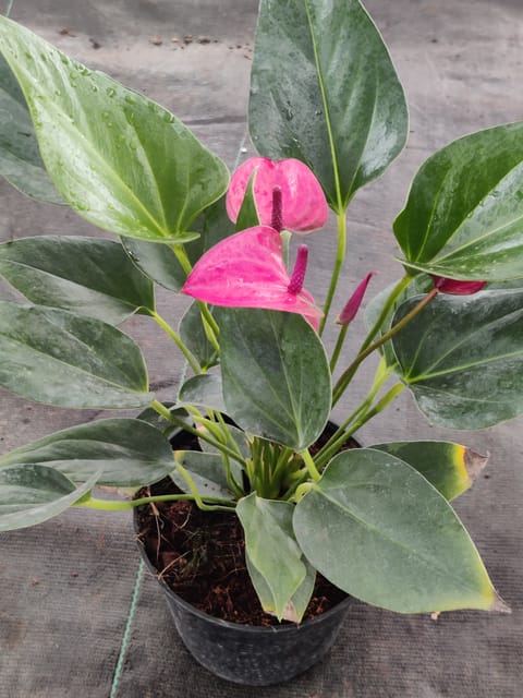Anthurium Pink Plant With Pot