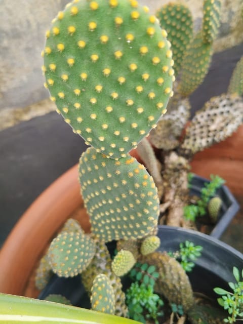Bunny Ear Cactus (Opuntia Microdasys) - (Bare Rooted)