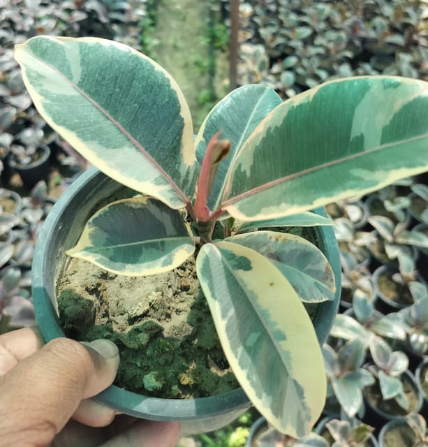 Rare Variegated Rubber Plant