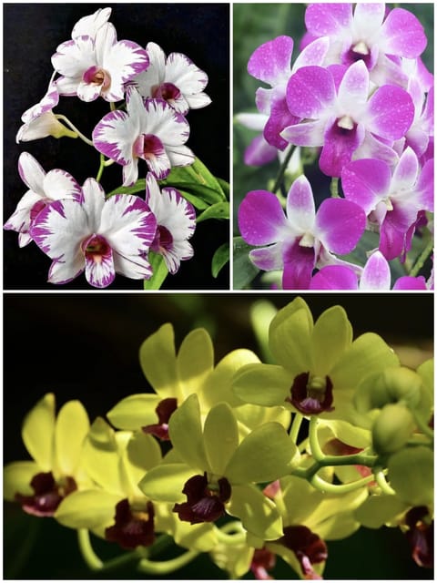 Dendrobium Assorted 3 Plant Combo