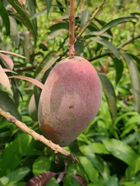Miyazaki Mango Tree/Plant (Taiyo no Tamago or Eggs of the Sun) - Grafted