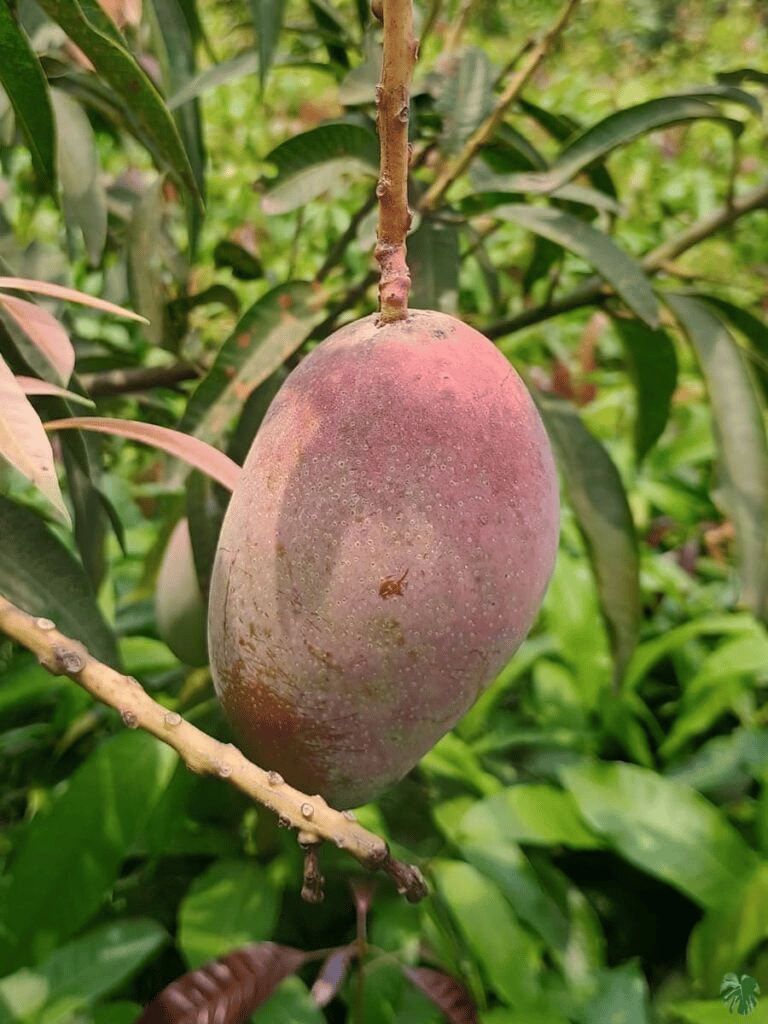 Miyazaki Mango Tree/Plant (Taiyo no Tamago or Eggs of the Sun) - Grafted