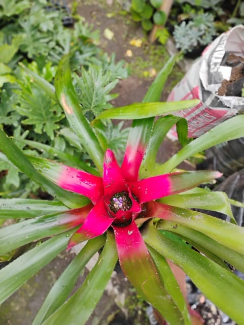 Neoregelia Olens Bromeliad Flowering Plant