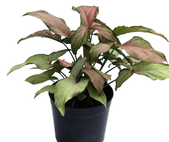 Syngonium Red Butterfly Plant With Pot