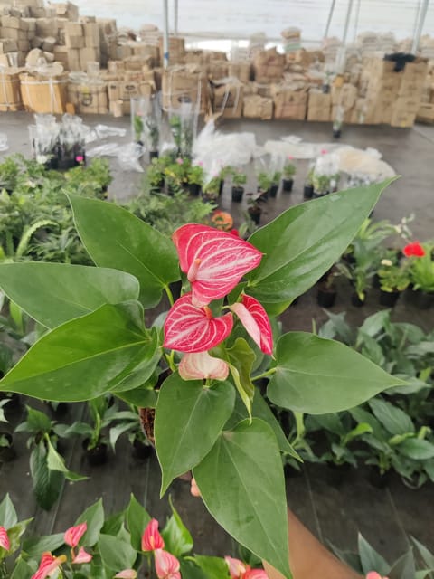Anthurium Variegated White & Red Plant With Pot