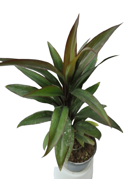 Darcena Cardyline Plant with Nursery Pot