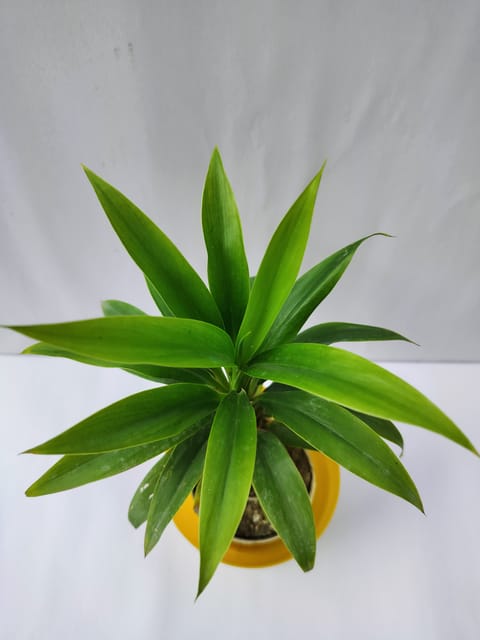 Darcena Green Rare Plant With Nursery Pot