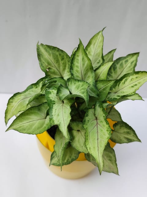 Syngonium Green Pink Veins Plant with Nursery Pot
