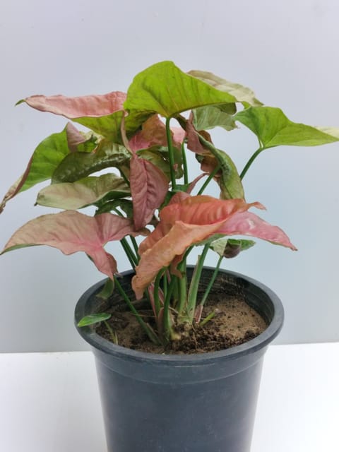 Syngonium Red Plant with Nursery Pot
