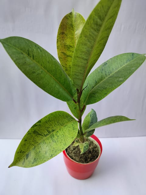 Rare Variegated Rubber Plant Without Pot