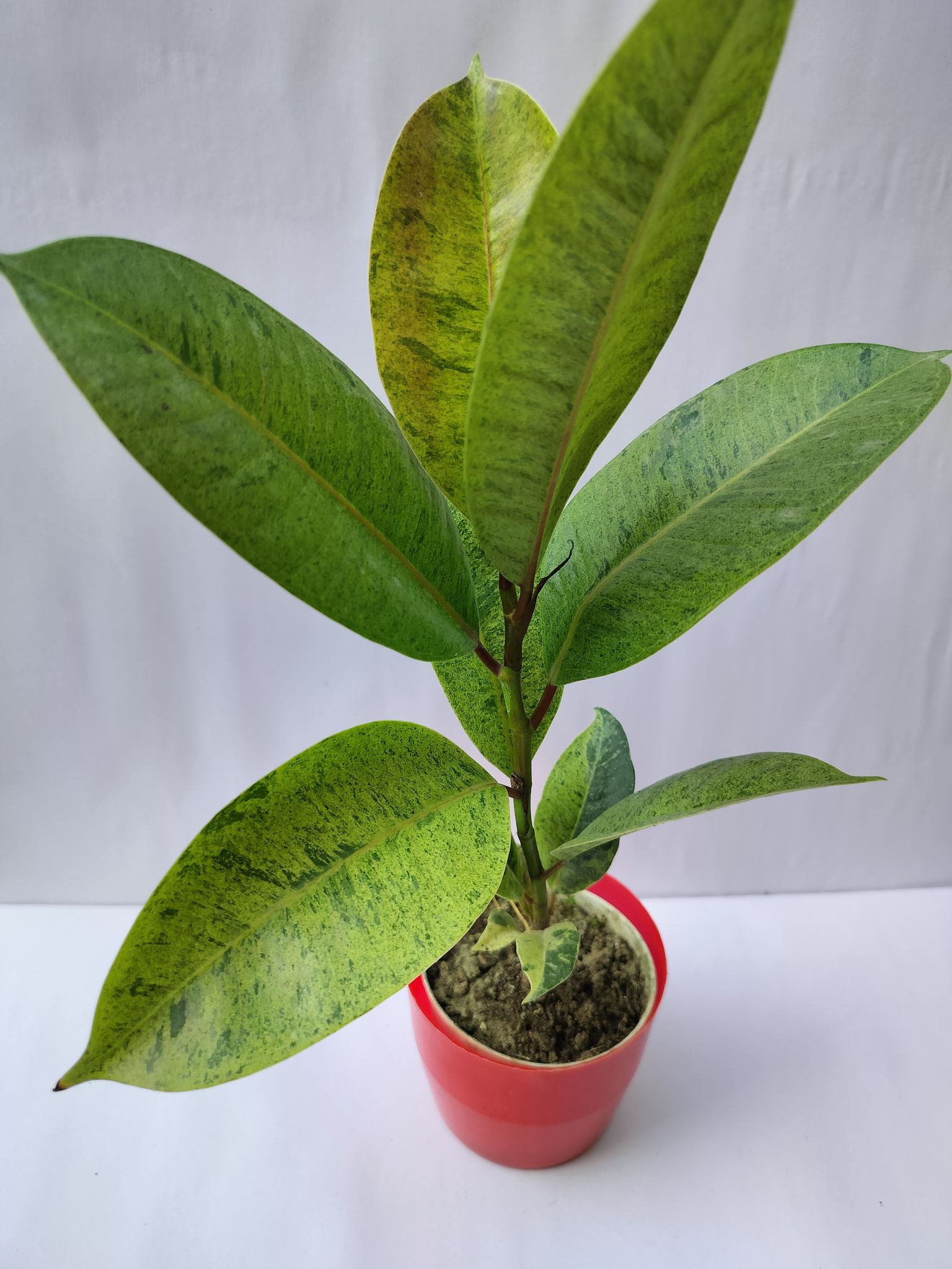 Rare Variegated Rubber Plant Without Pot