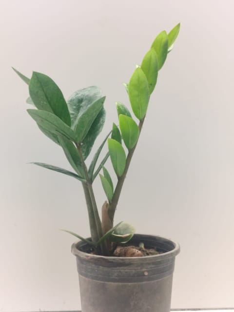 Green ZZ Plant with Nursery Pot