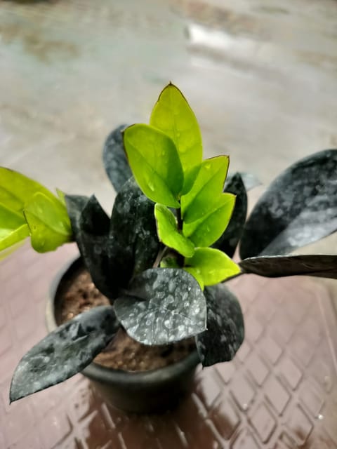 Black ZZ Plant with Nursery Pot