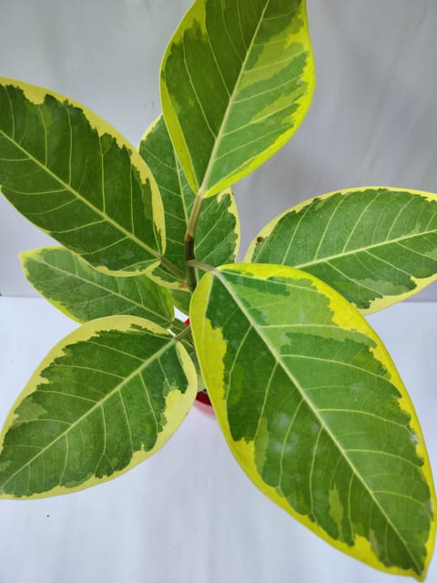 Variegated Rubber Plant Without Pot