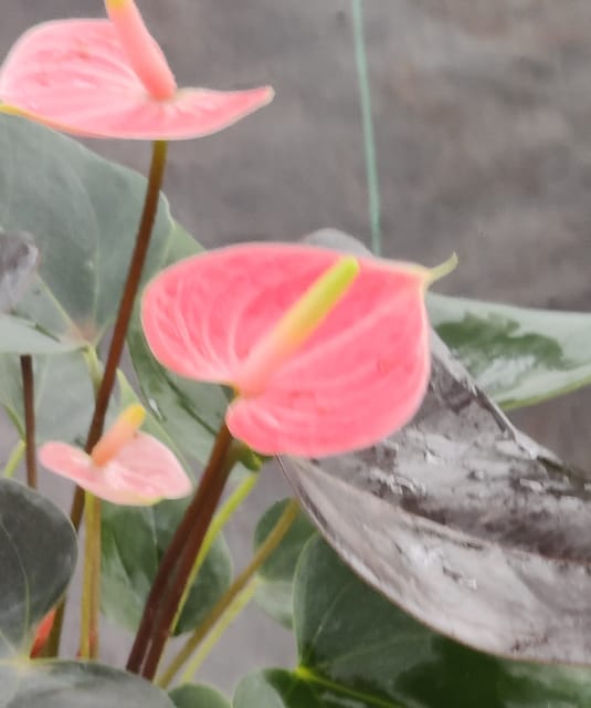 Anthorium Peach Plant With Pot