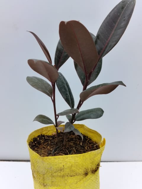 Black Rubber Plant Without Pot