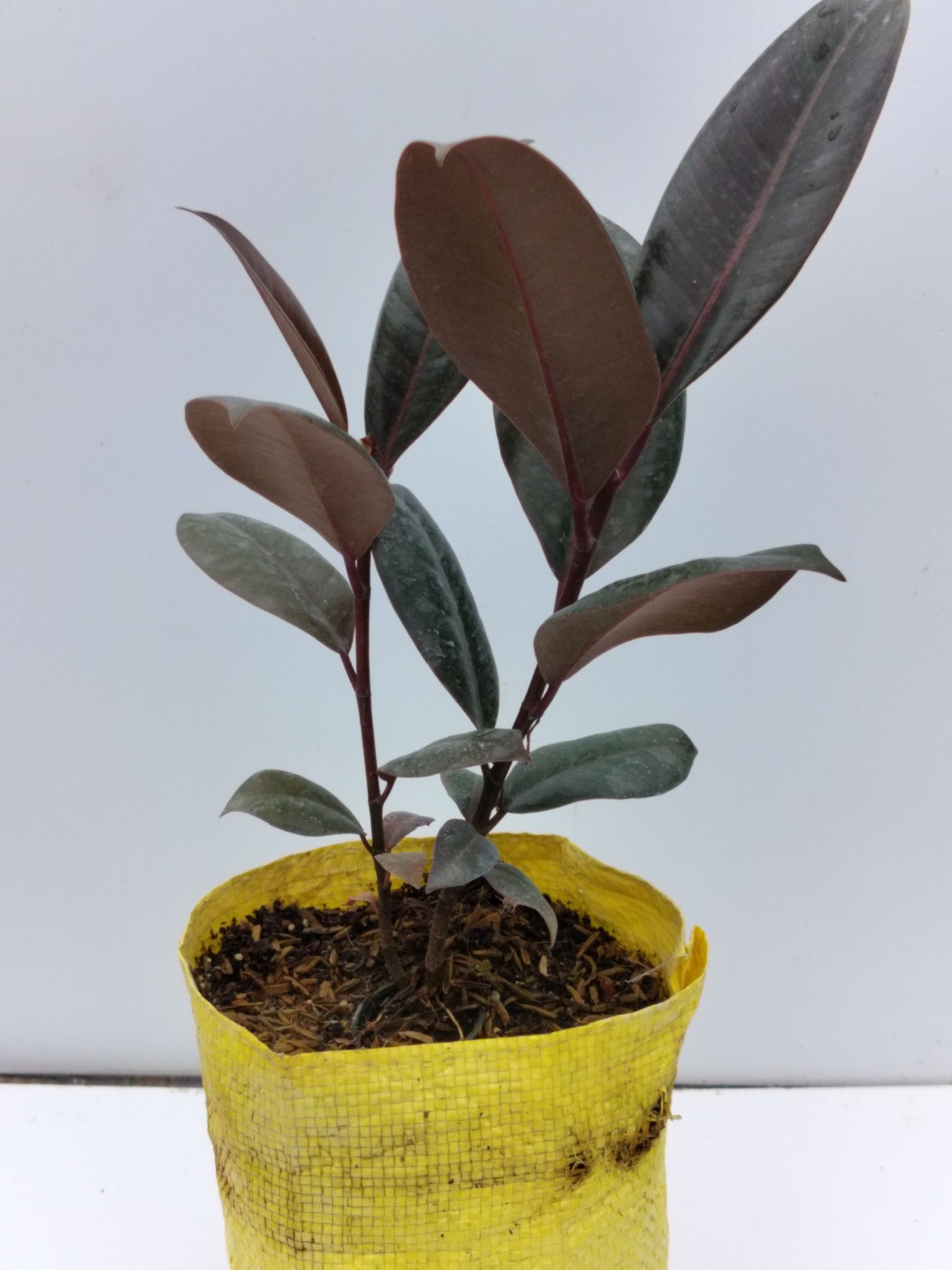Black Rubber Plant Without Pot