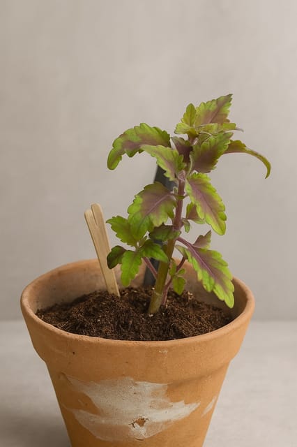 Coleus Yellow Ovate Leaf Plant