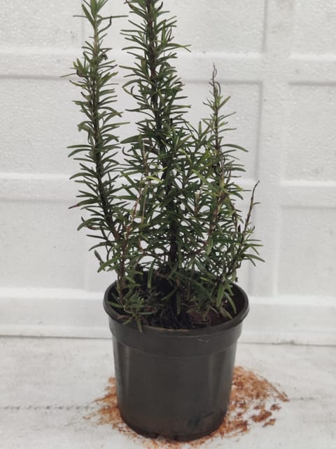 Rosemary Plant With Pot