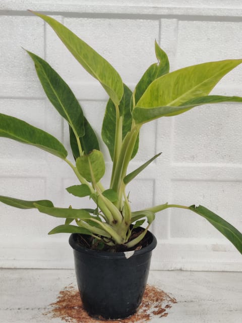 Philodendron Calkins Plants With Pot.