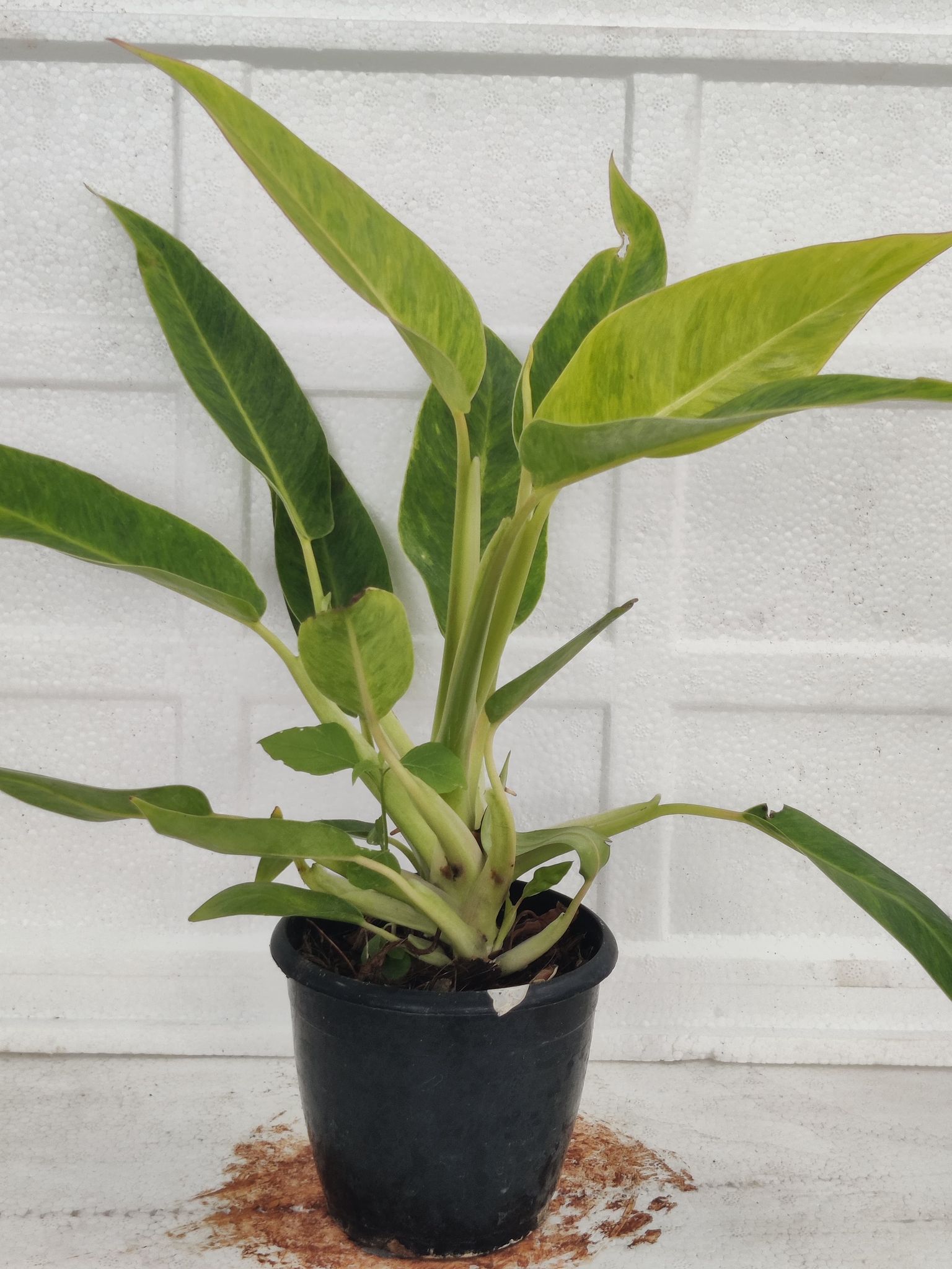 Philodendron Calkins Plants With Pot.