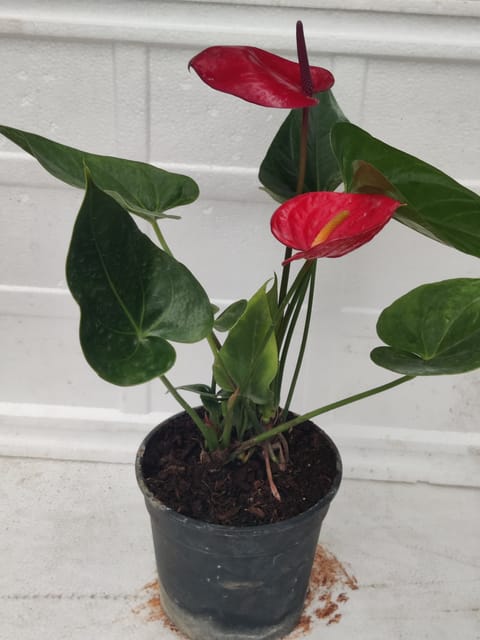 Anthorium Red Plant With Pot