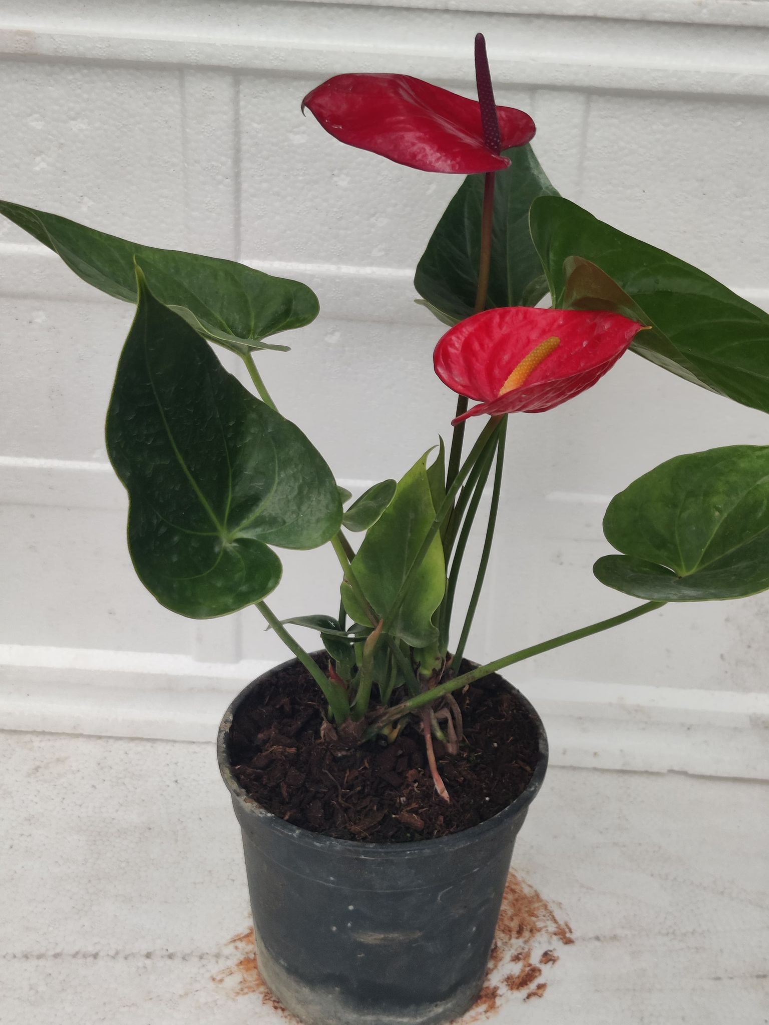 Anthorium Red Plant With Pot
