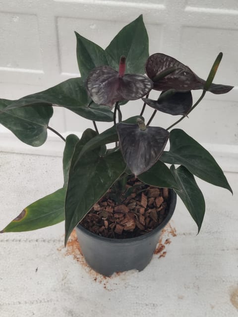 Anthurium Black Plant With Pot