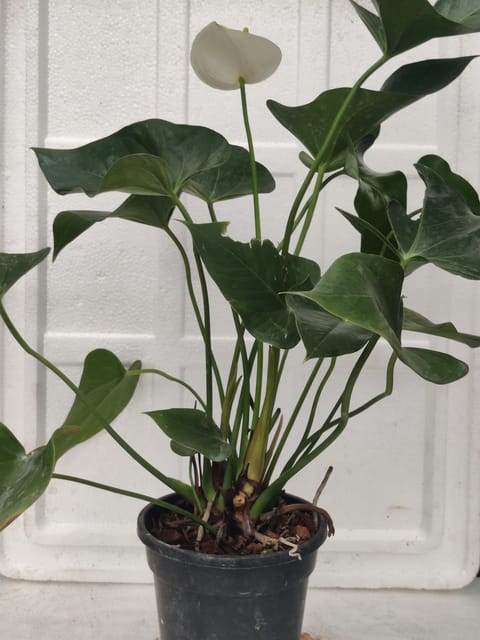 Anthurium White Plant with Pot