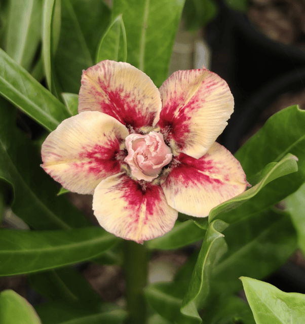 Rosy Variety Adenium Flower Plant (Grafted)