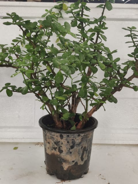 Kuber Plant (Jade Plant)