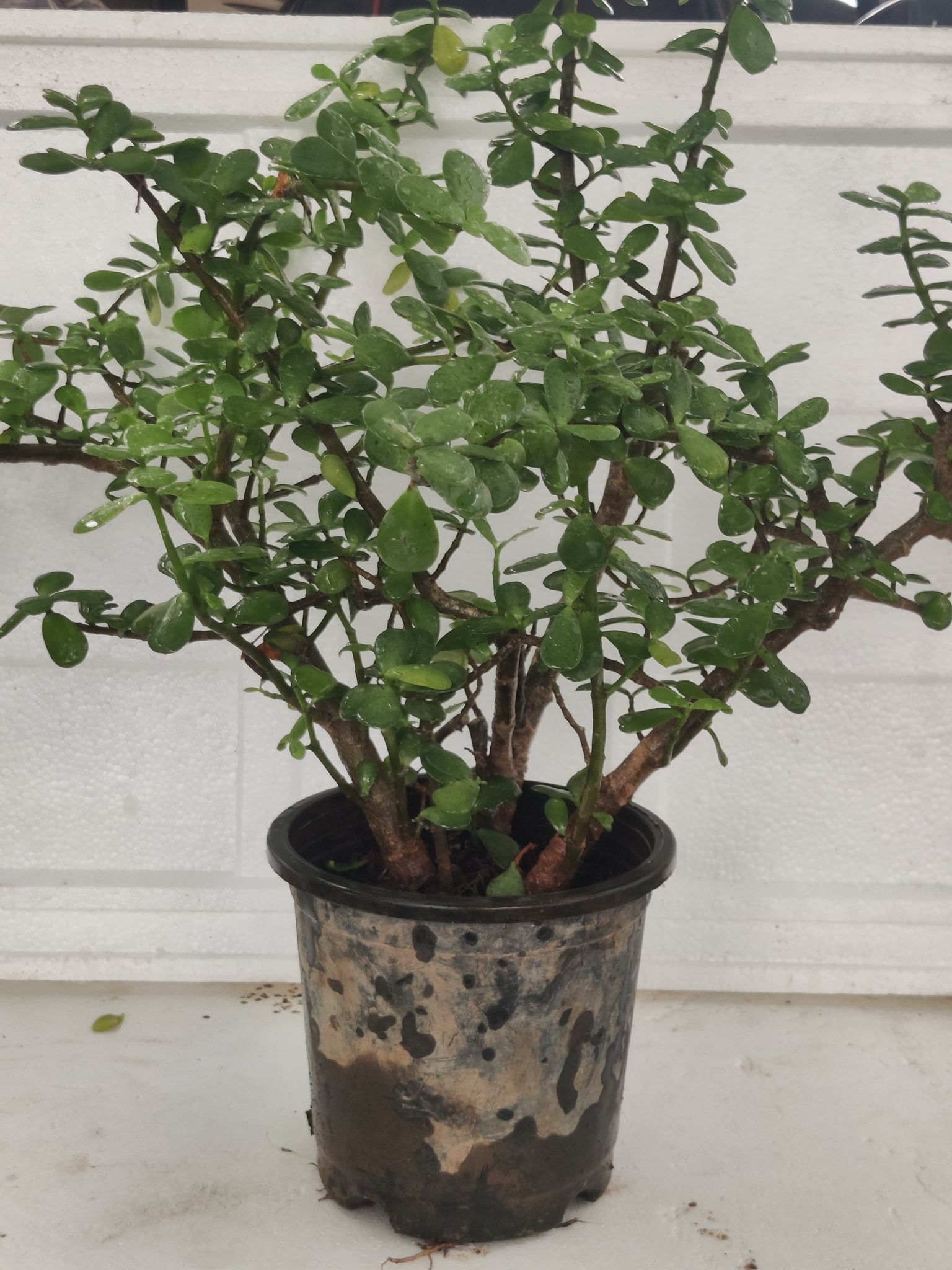 Kuber Plant (Jade Plant)