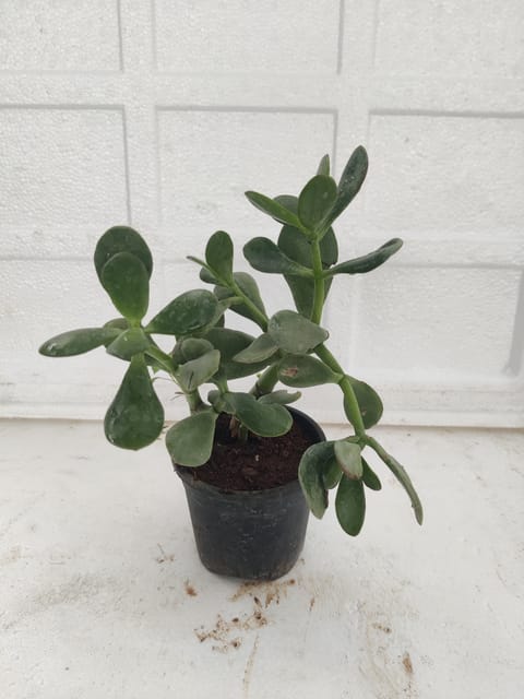 Crassula Ovata Plant With Pot