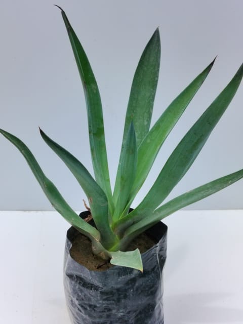 Agave Plant For Home Decor Without Pot