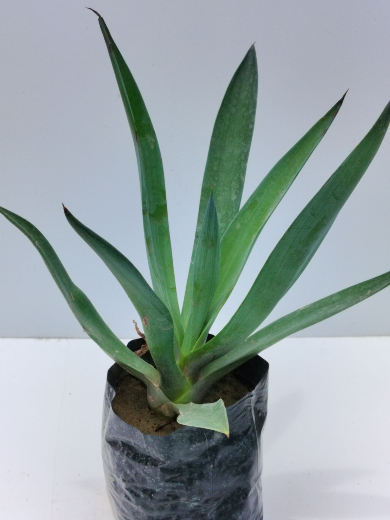 Agave Plant For Home Decor Without Pot