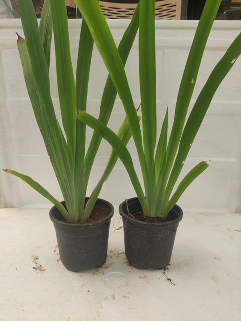 Irish Plant With Pots (Combo)
