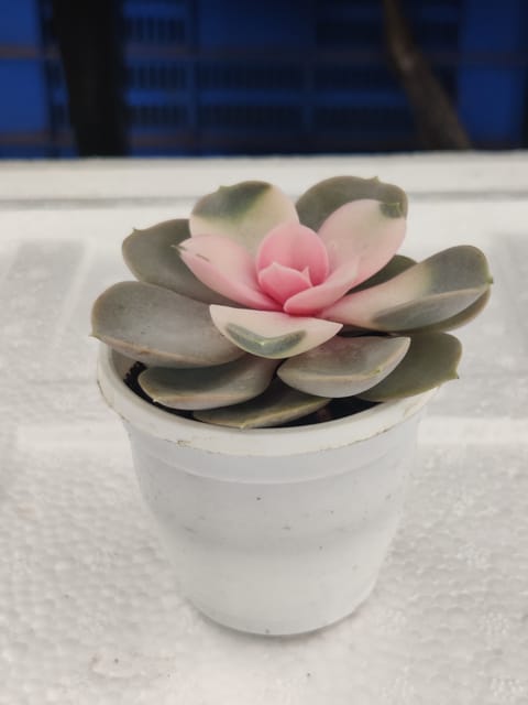 Echevria Succulent  Pink  Plant