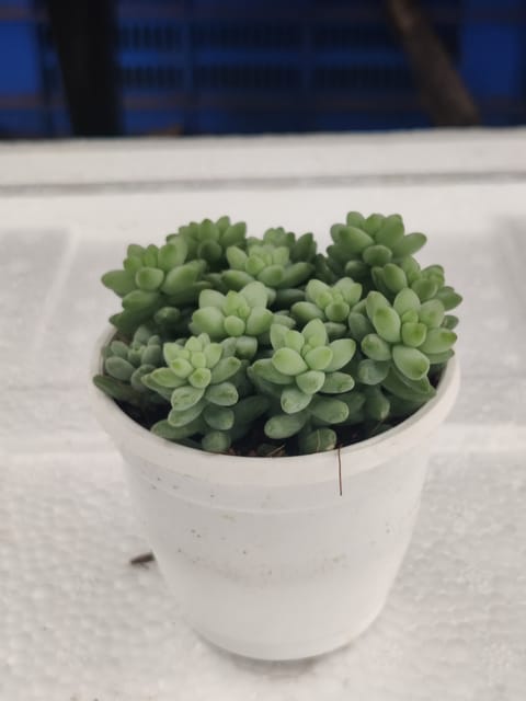 Echveria Green Succulent  Plant