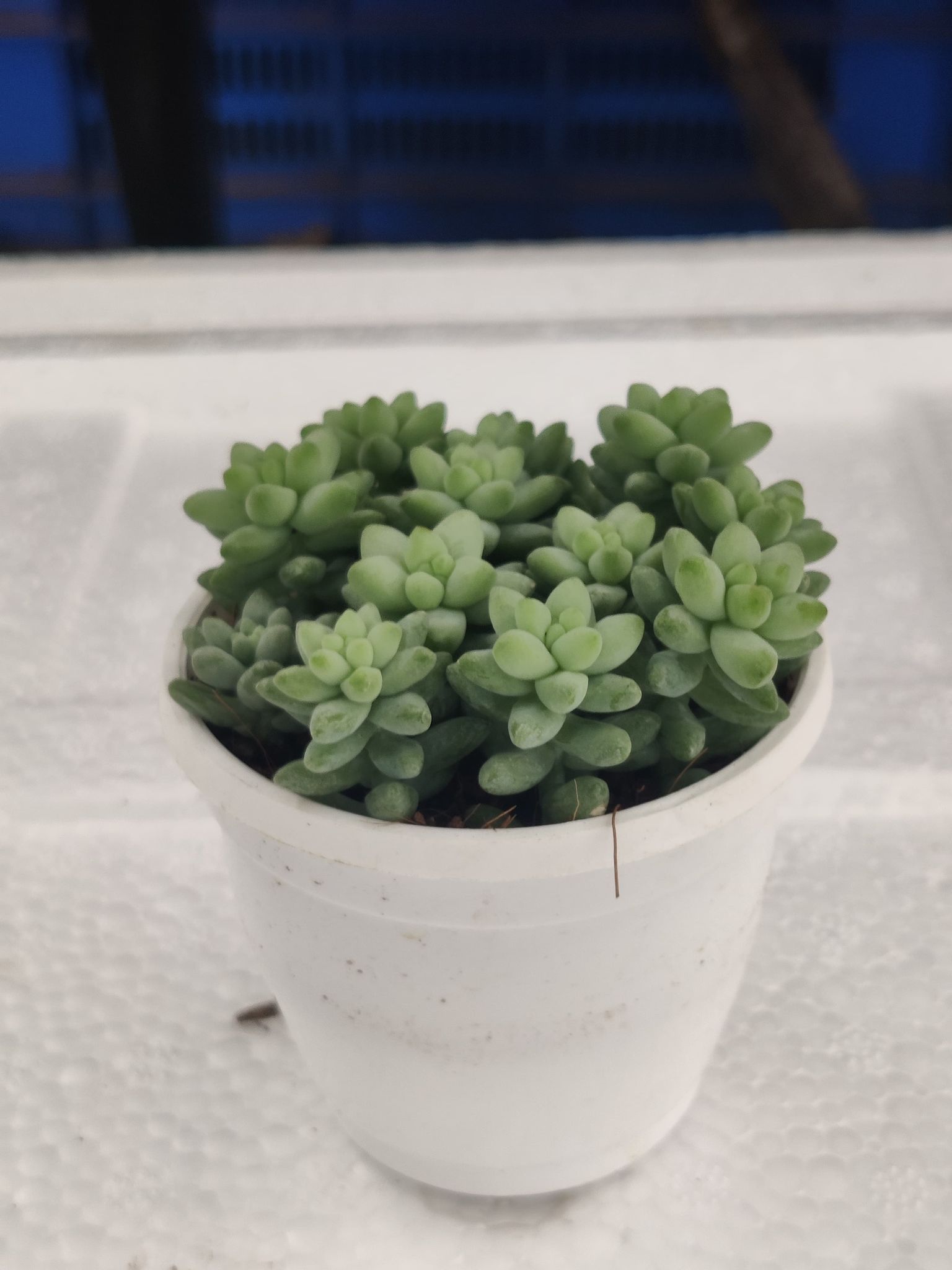 Echveria Green Succulent  Plant