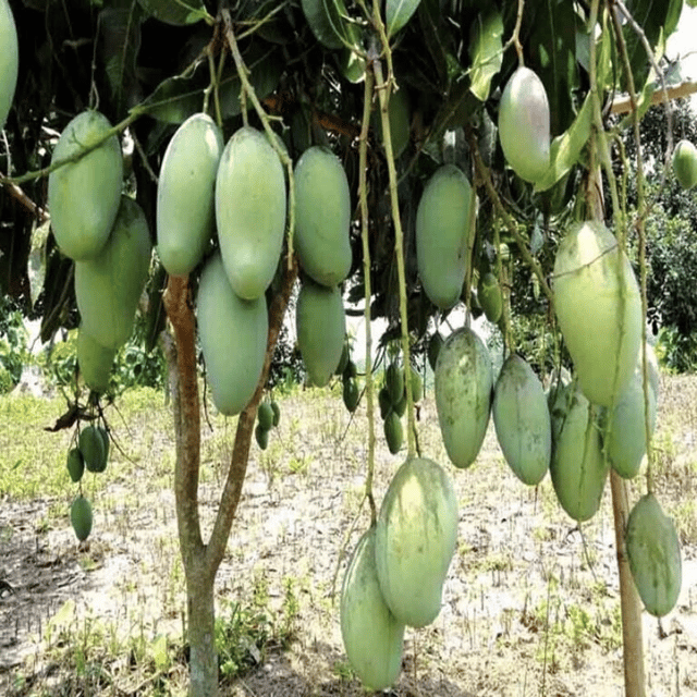 Three Test (3 Test) Mango Fruit Plant - Grafted