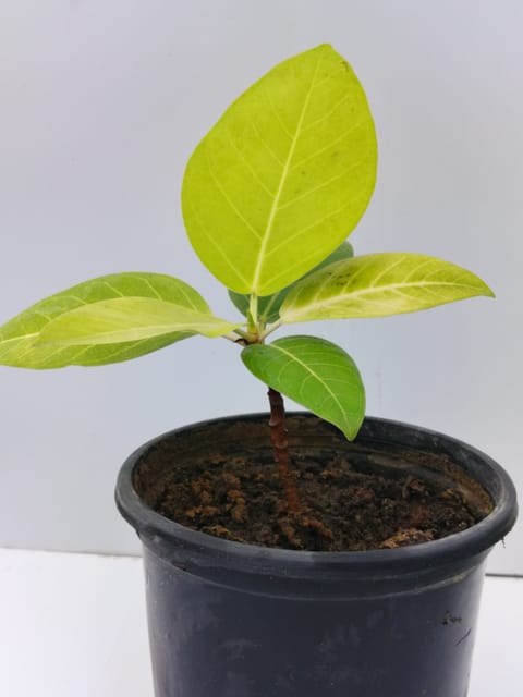 Rare Golden Ficus Elastica (Golden Rubber plant)