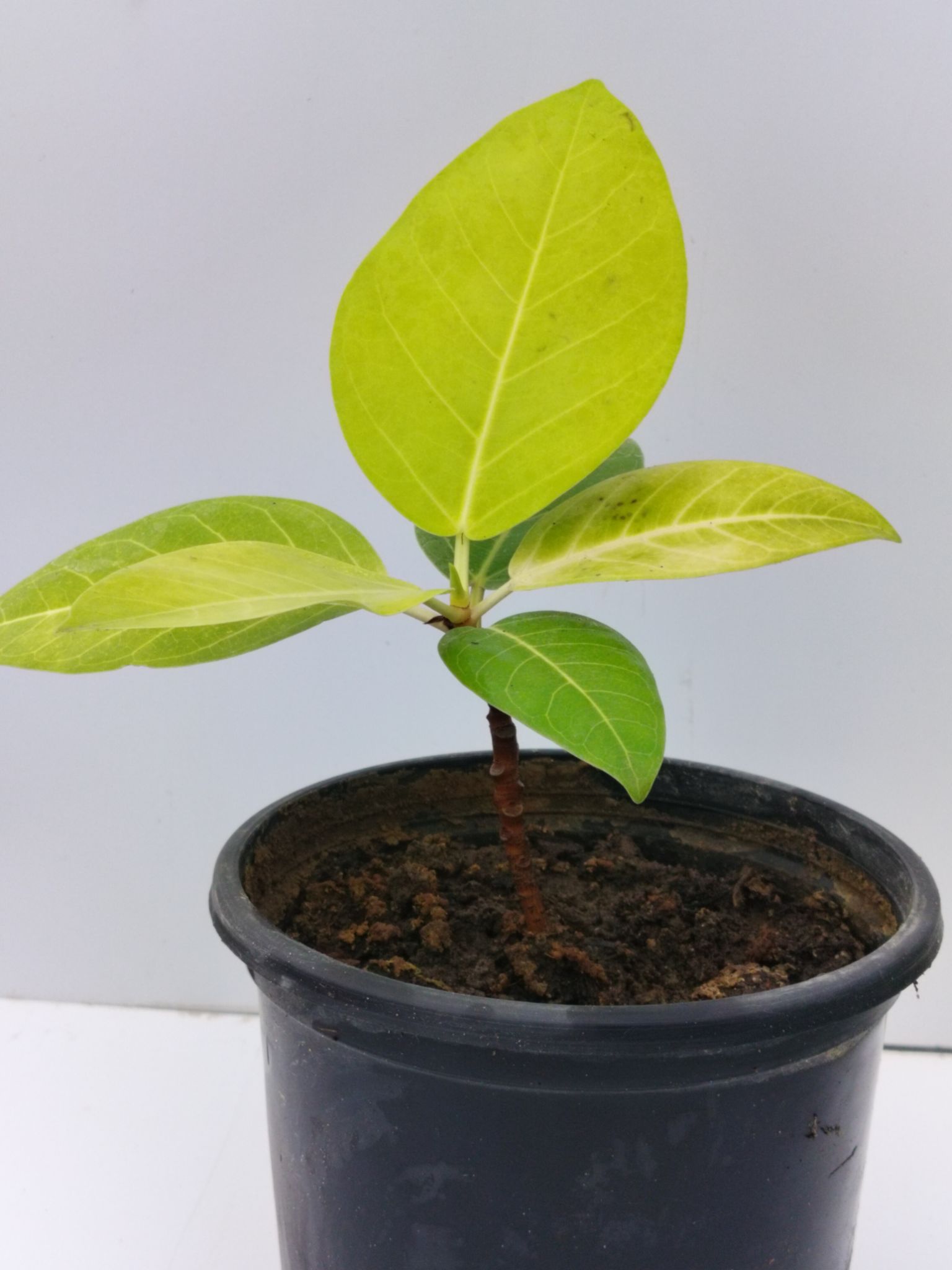Rare Golden Ficus Elastica (Golden Rubber plant)
