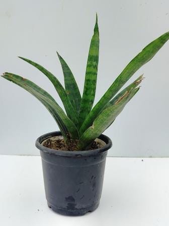 Rare Hybrida Liliput Sanseveria Plant Without Pot