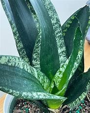 Rare Sanseveria Whitney Plant Without Pot